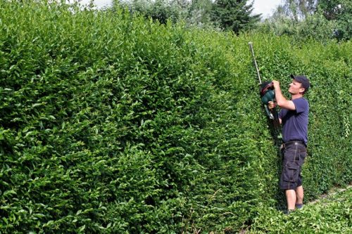 Calcolare il costo del giardiniere: informazioni e consigli Quanto costa un giardiniere