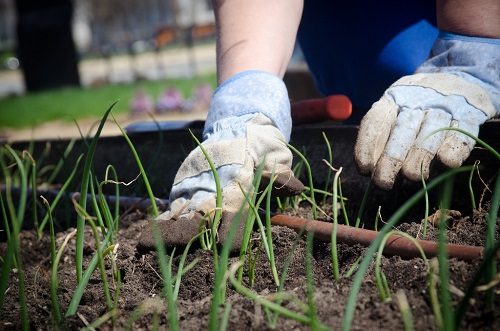 ditte giardinaggio