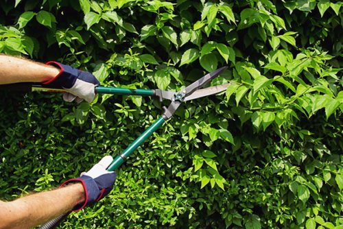 lavori di giardinaggio 