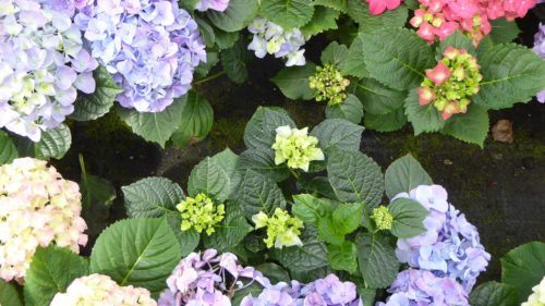 Quali fiori da giardino scegliere e quali sono i prezzi? Progetto piccolo giardino rettangolare
