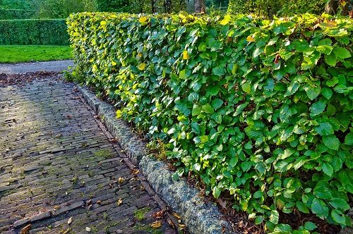 Piante giardino verticale: quali sono le migliori da scegliere?