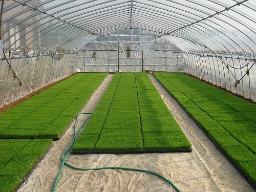 Tutte le informazioni sul prato a zolle e i relativi prezzi Preparazione terreno per semina prato