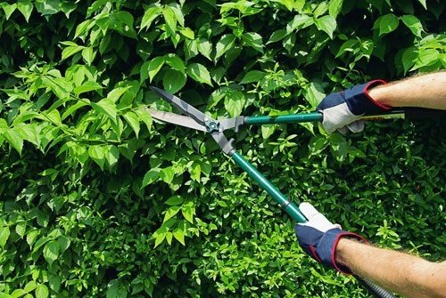 Quanto costa la potatura delle siepi e a chi rivolgersi Quanto costa un giardiniere