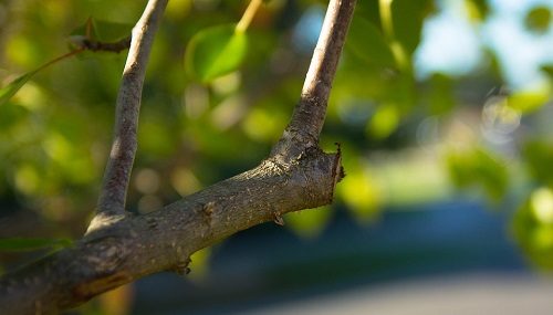 potatura alberi